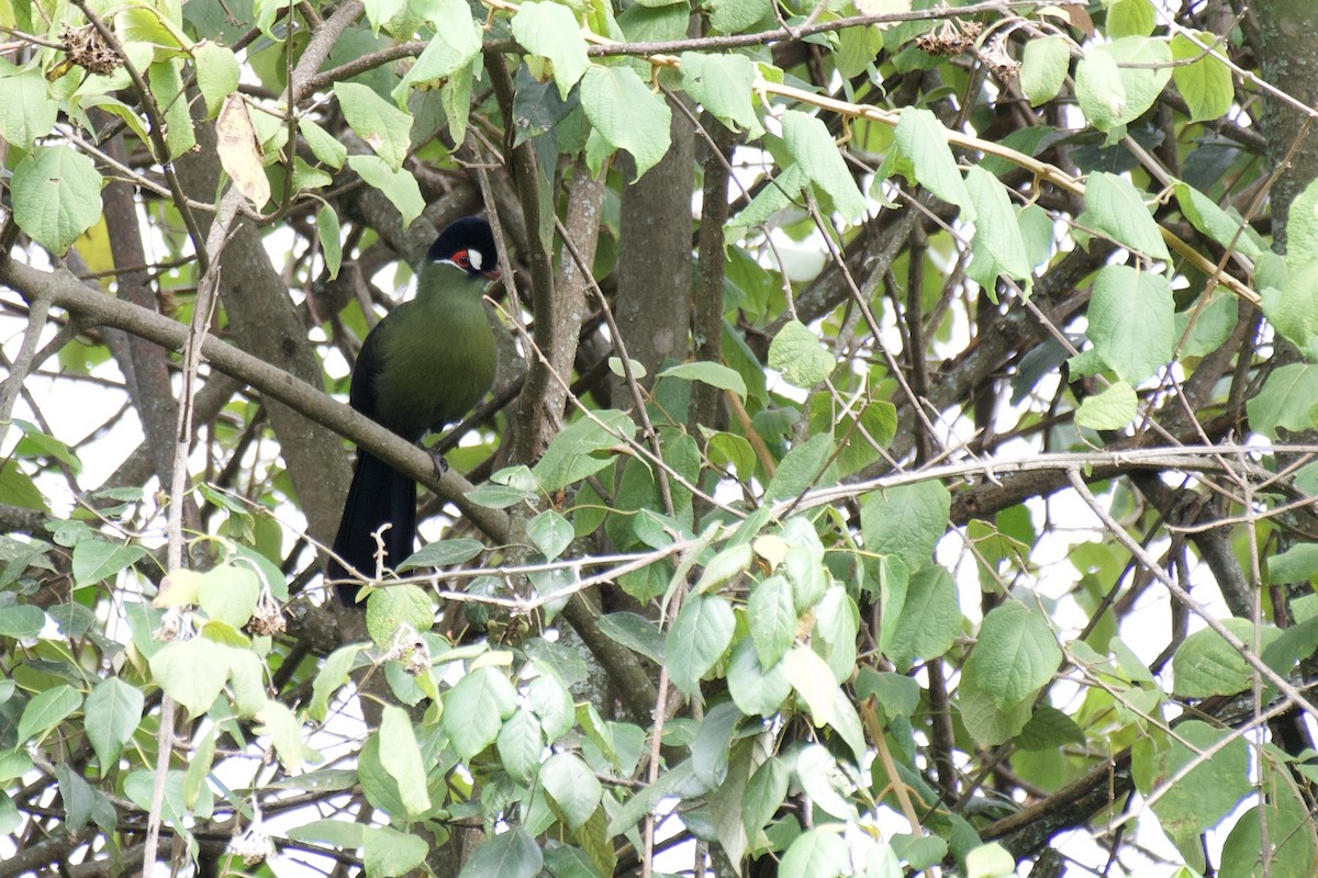 Turaco de Hartlaub - ML454197031