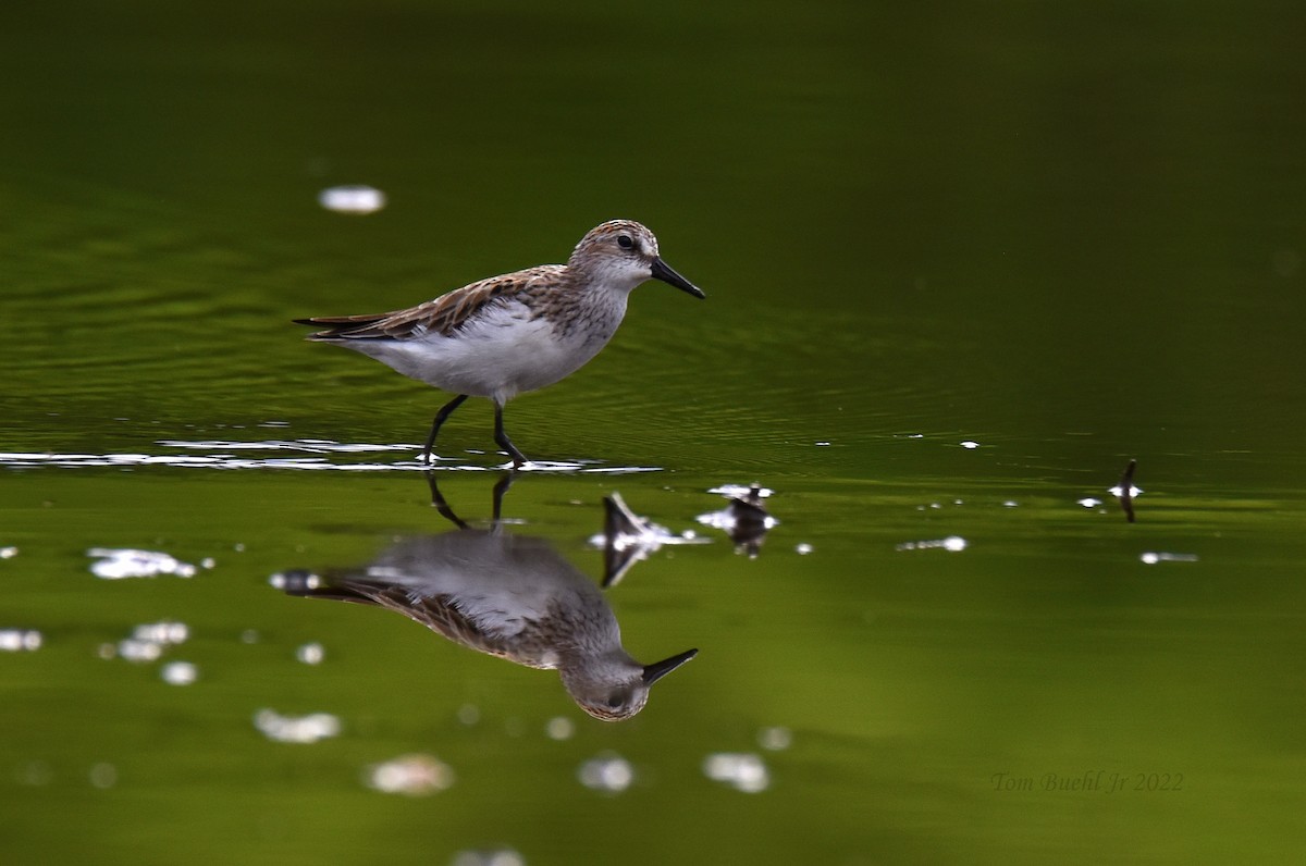 Semipalmated Sandpiper - ML454197241