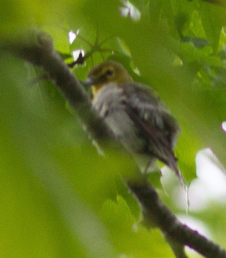 Yellow-throated Vireo - Jason Forbes