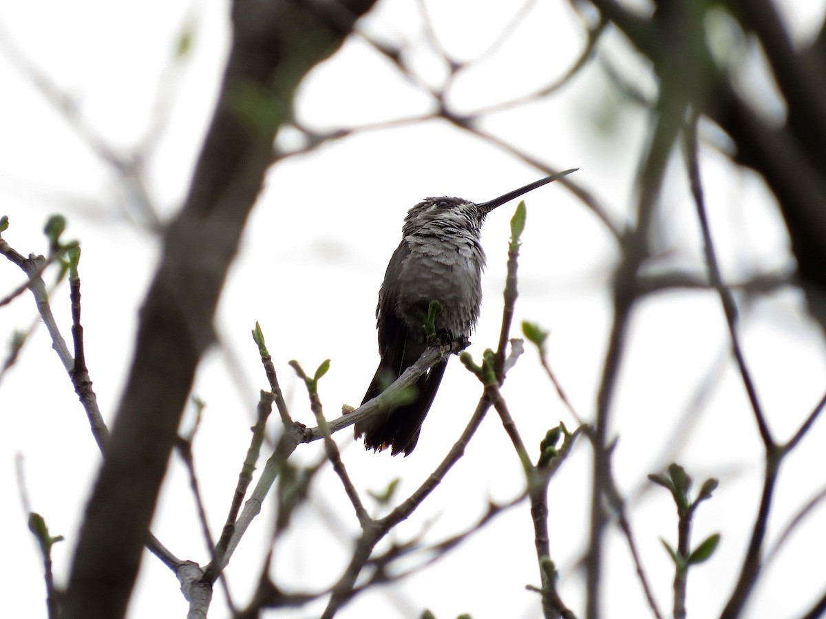 Plain-capped Starthroat - ML454197971