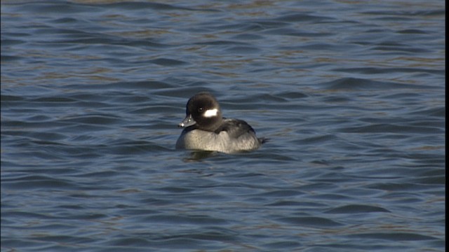 Bufflehead - ML454198