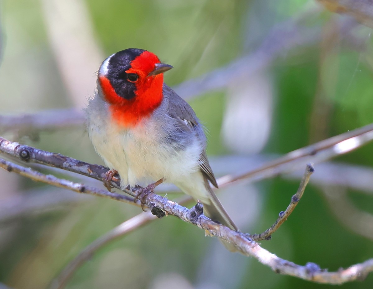 Red-faced Warbler - Robert Martinez