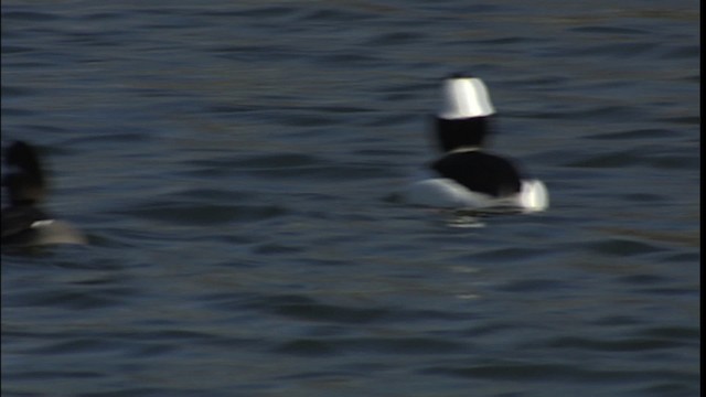 Bufflehead - ML454199