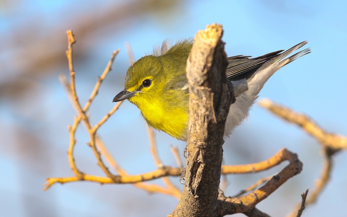 Vireo Gorjiamarillo - ML454199561