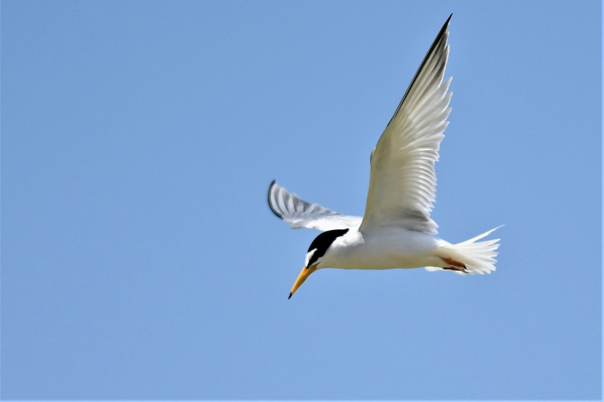 Little Tern - ML454199811