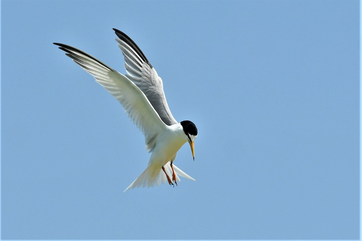 Little Tern - ML454199831