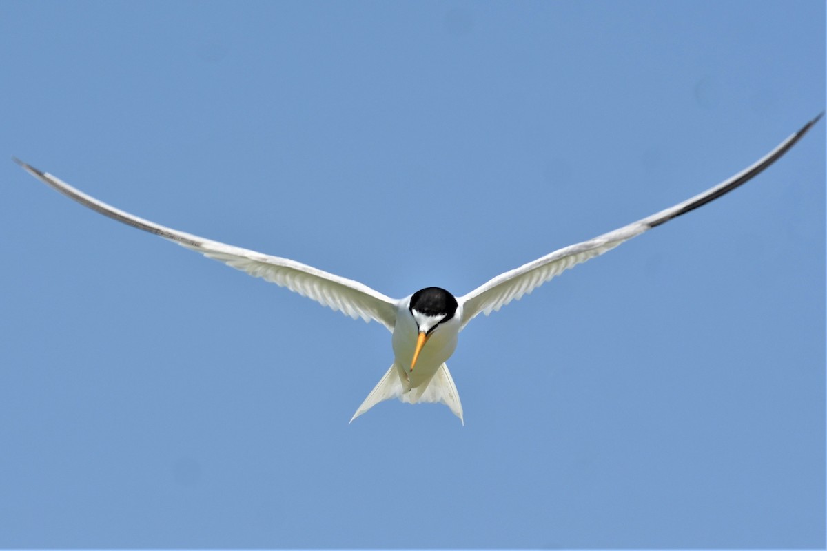 Little Tern - ML454199841