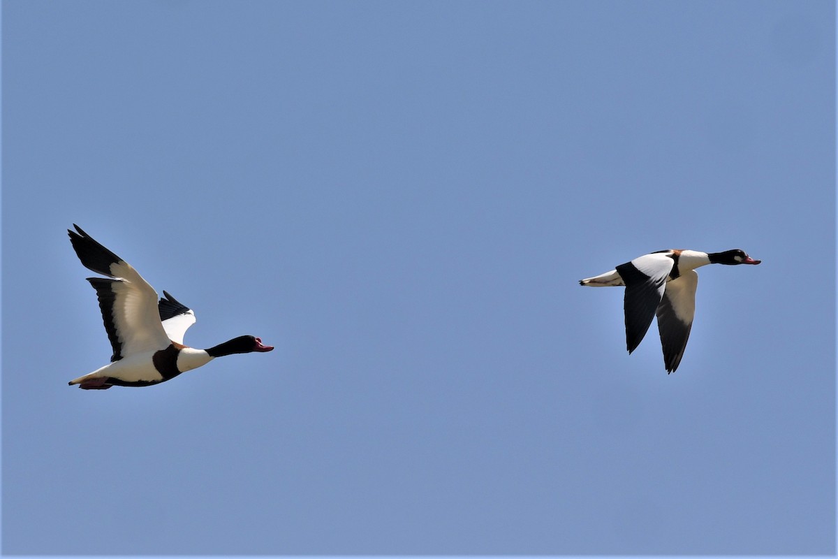 Common Shelduck - ML454199881