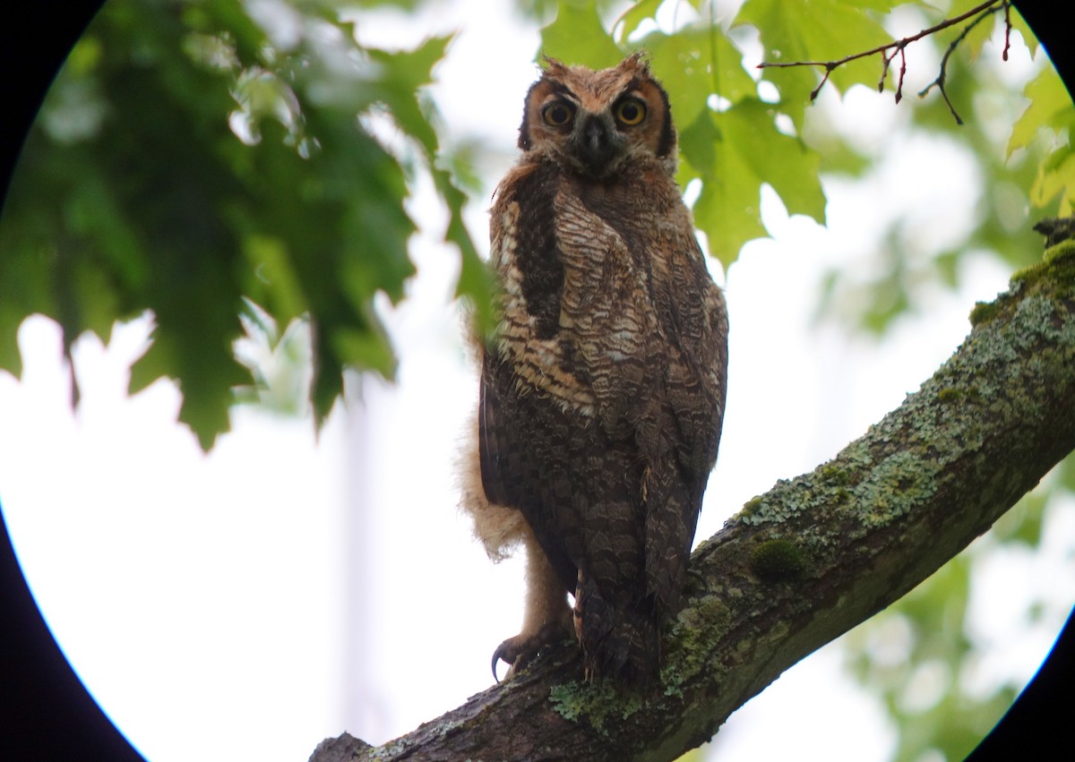 Great Horned Owl - ML454200981