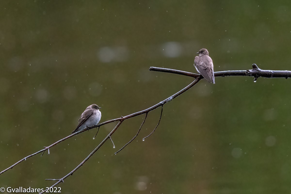 Northern Rough-winged Swallow - ML454201011