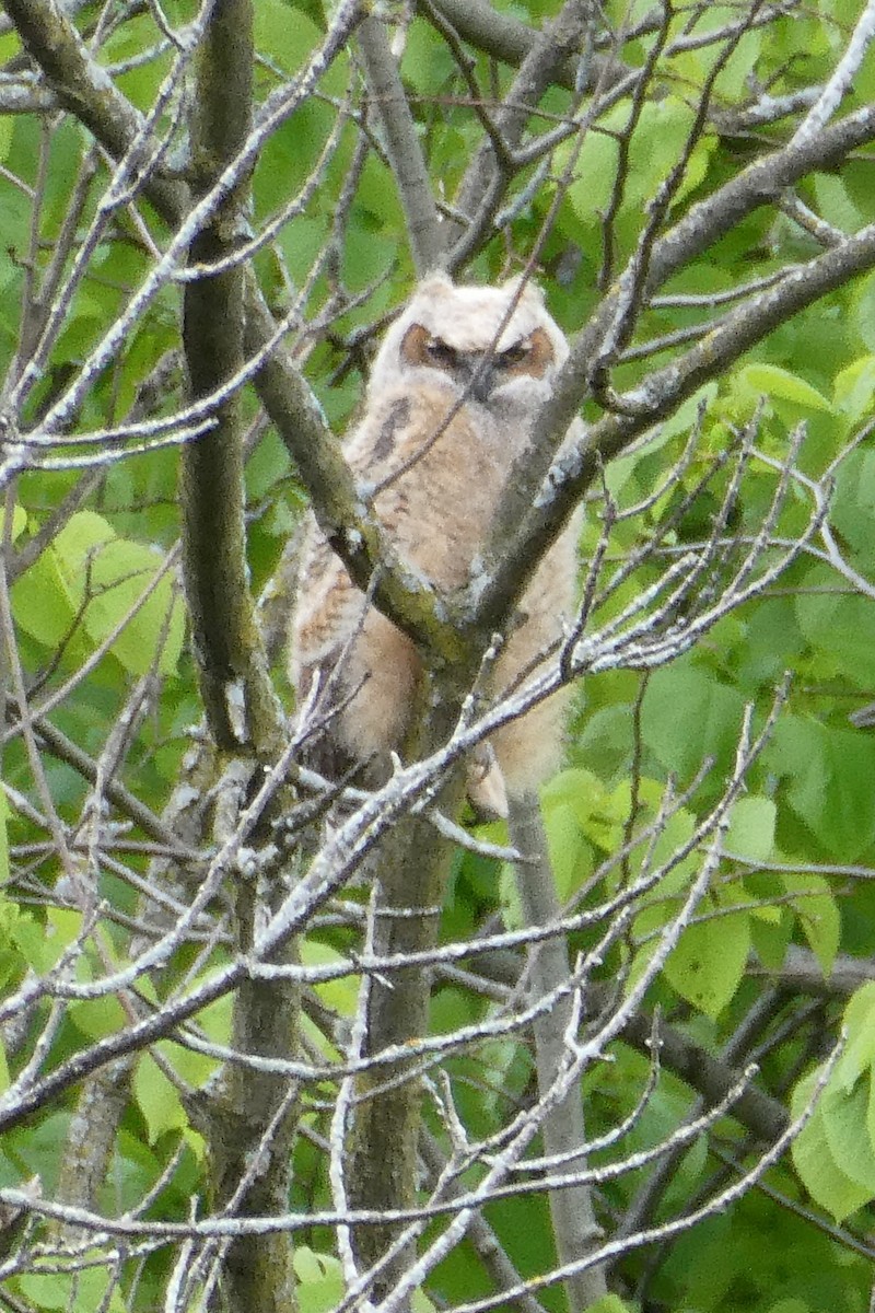 Great Horned Owl - ML454201231