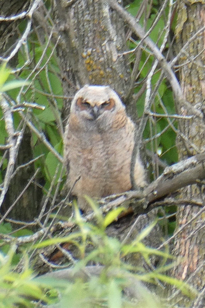 Great Horned Owl - ML454201461