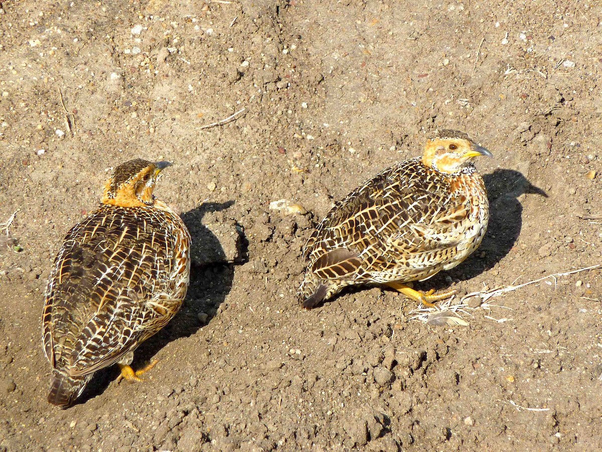 Red-winged Francolin - David Vickers