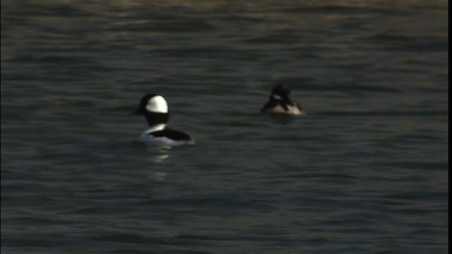 Bufflehead - ML454203