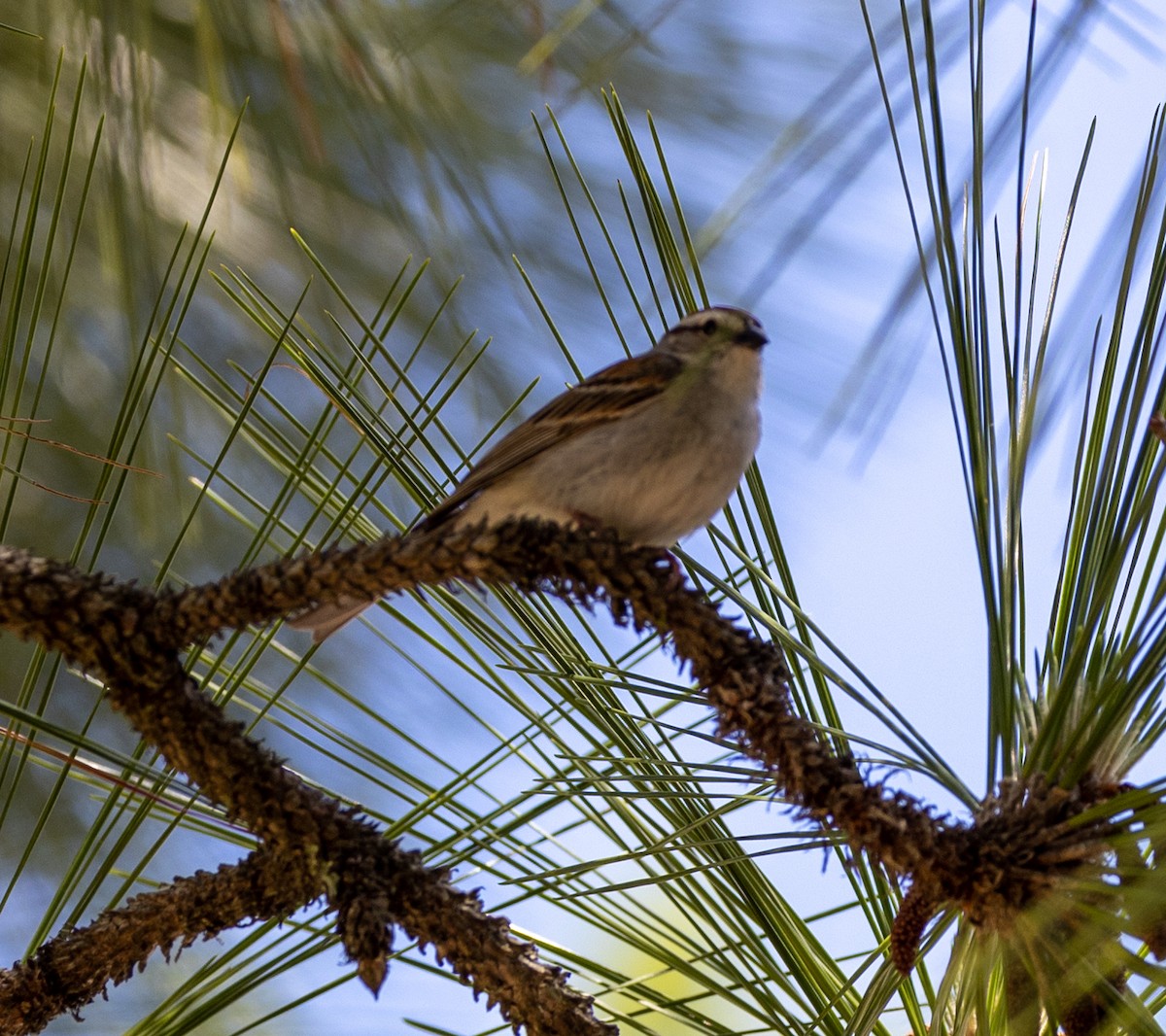 Chipping Sparrow - ML454204071
