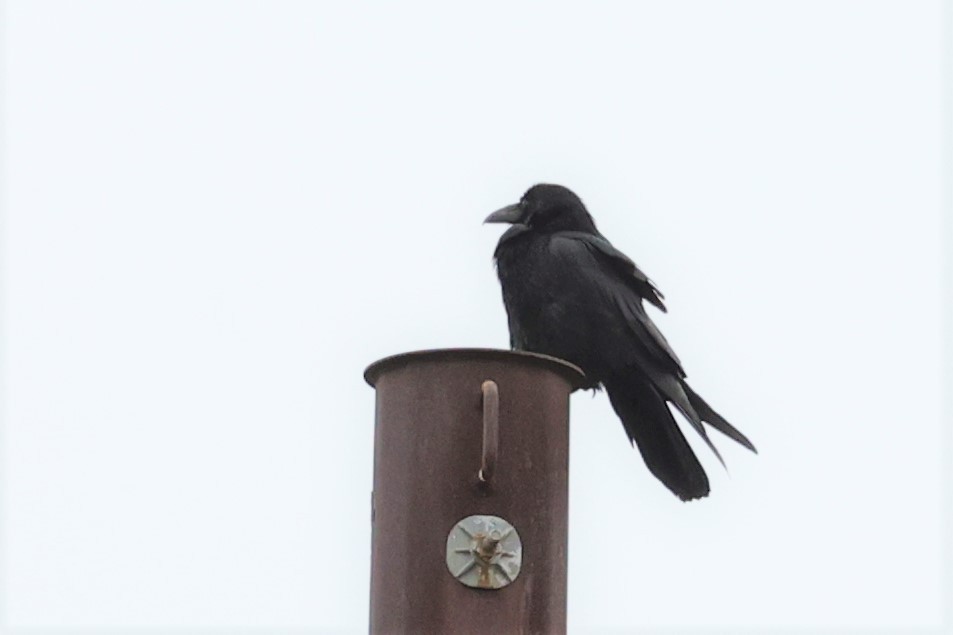 Common Raven - ML454204081