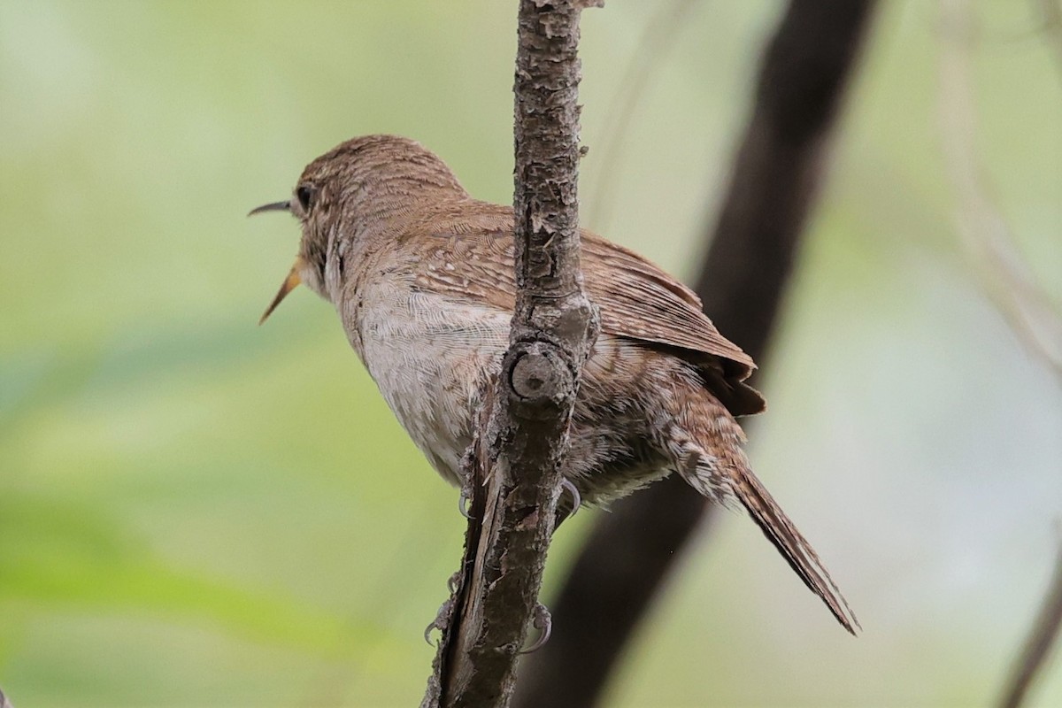 House Wren - Gail DeLalla