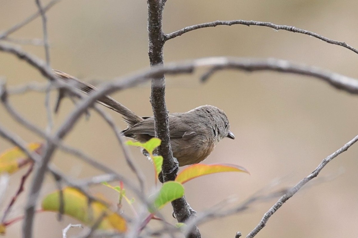 Wrentit - Gail DeLalla