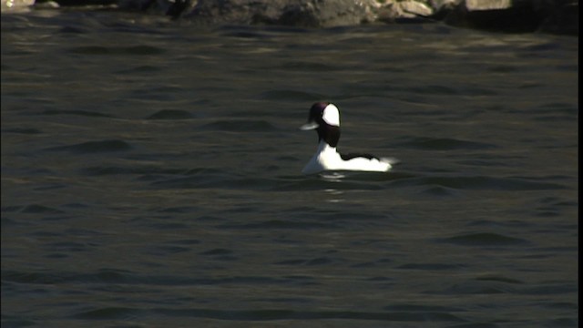 Bufflehead - ML454205