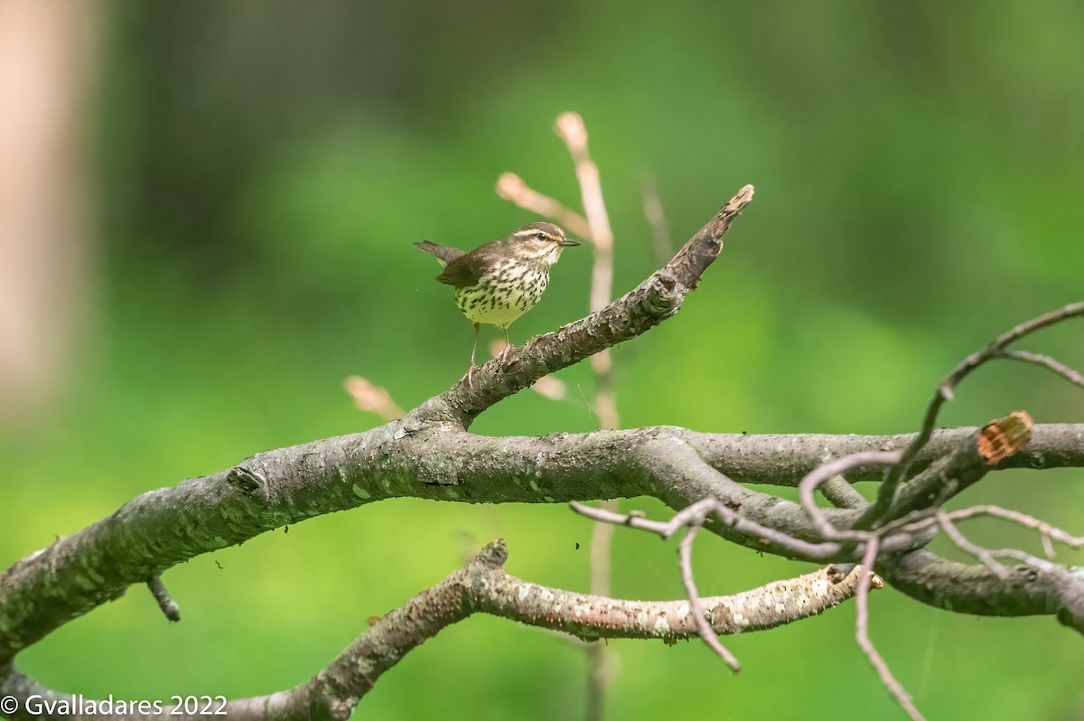 Northern Waterthrush - ML454205041