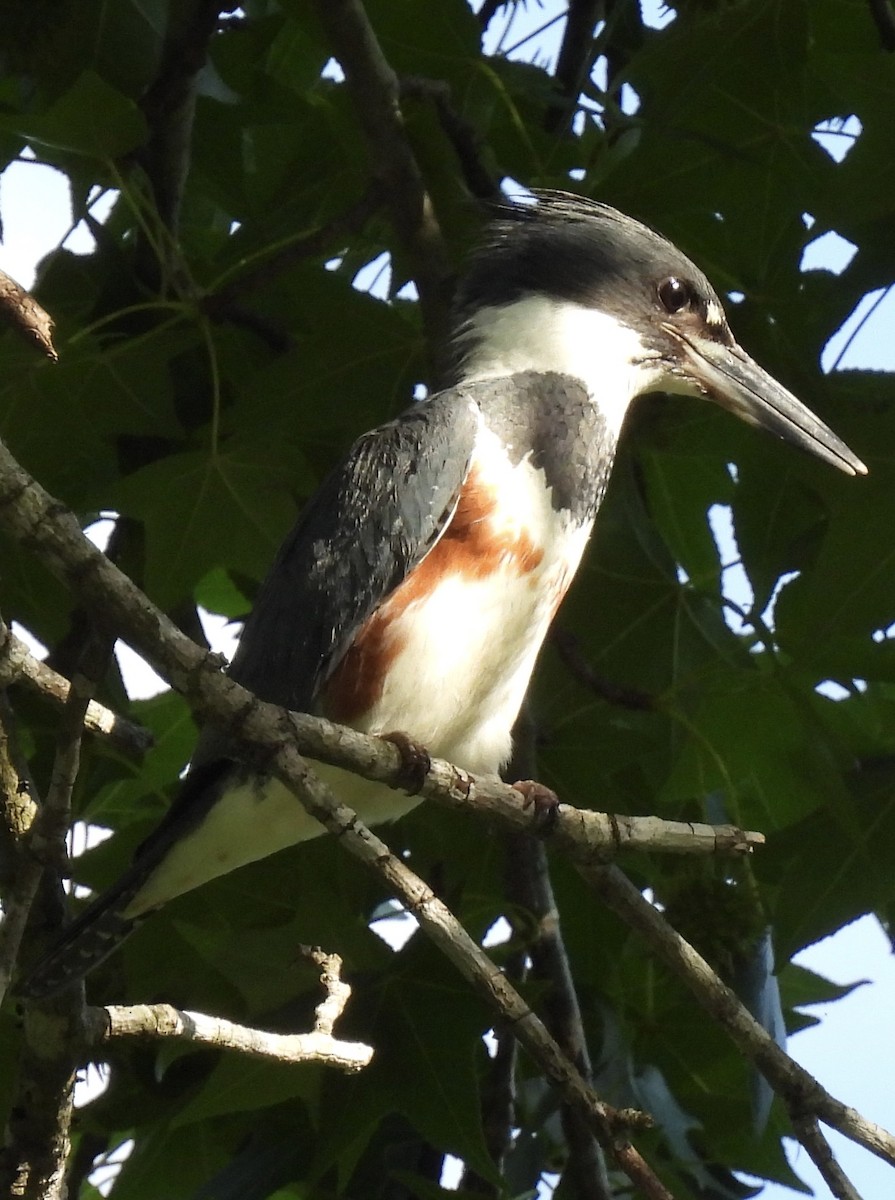 Belted Kingfisher - ML454207521