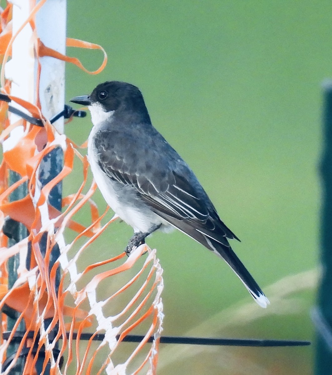 Eastern Kingbird - ML454207661