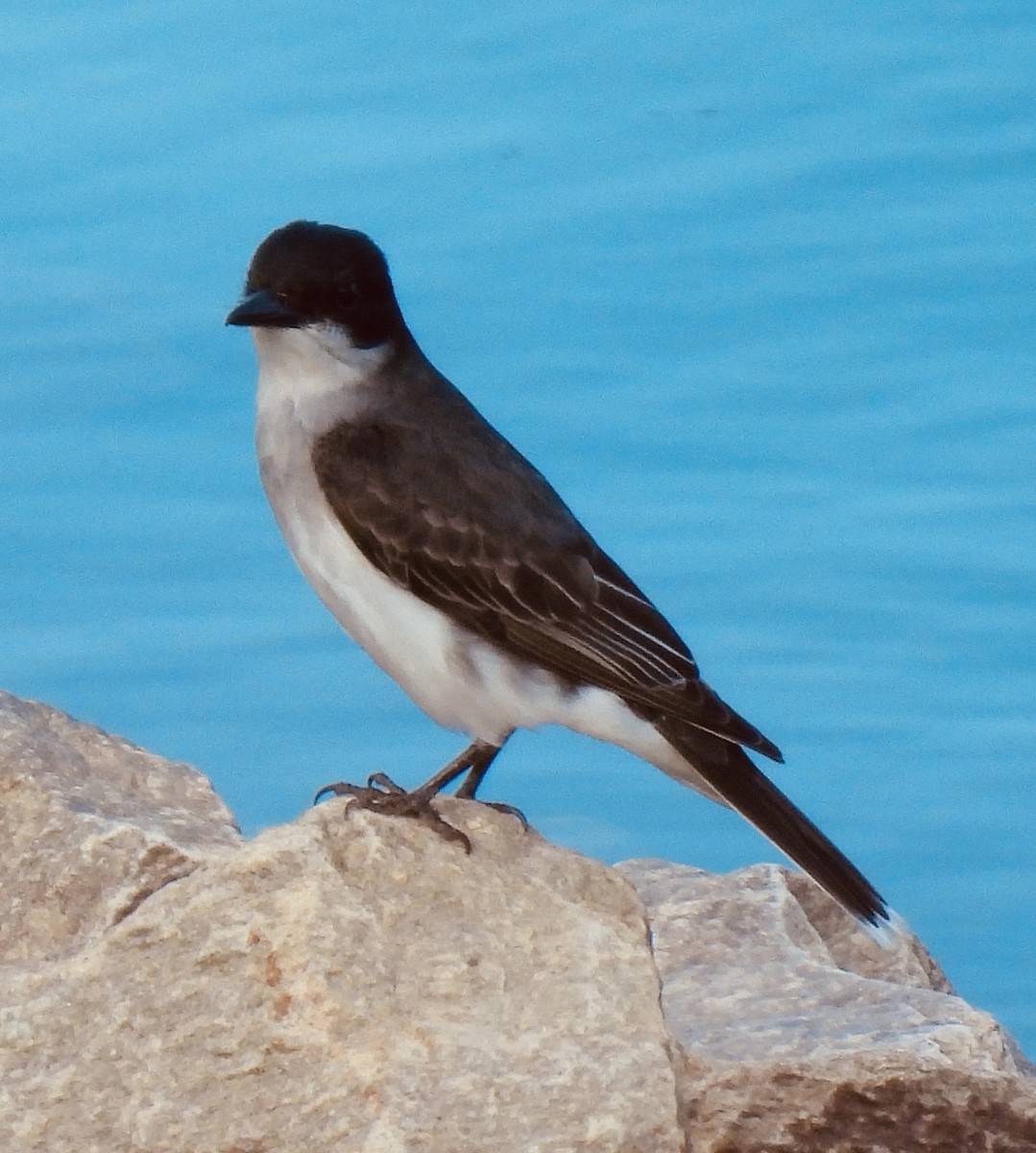 Eastern Kingbird - ML454207681