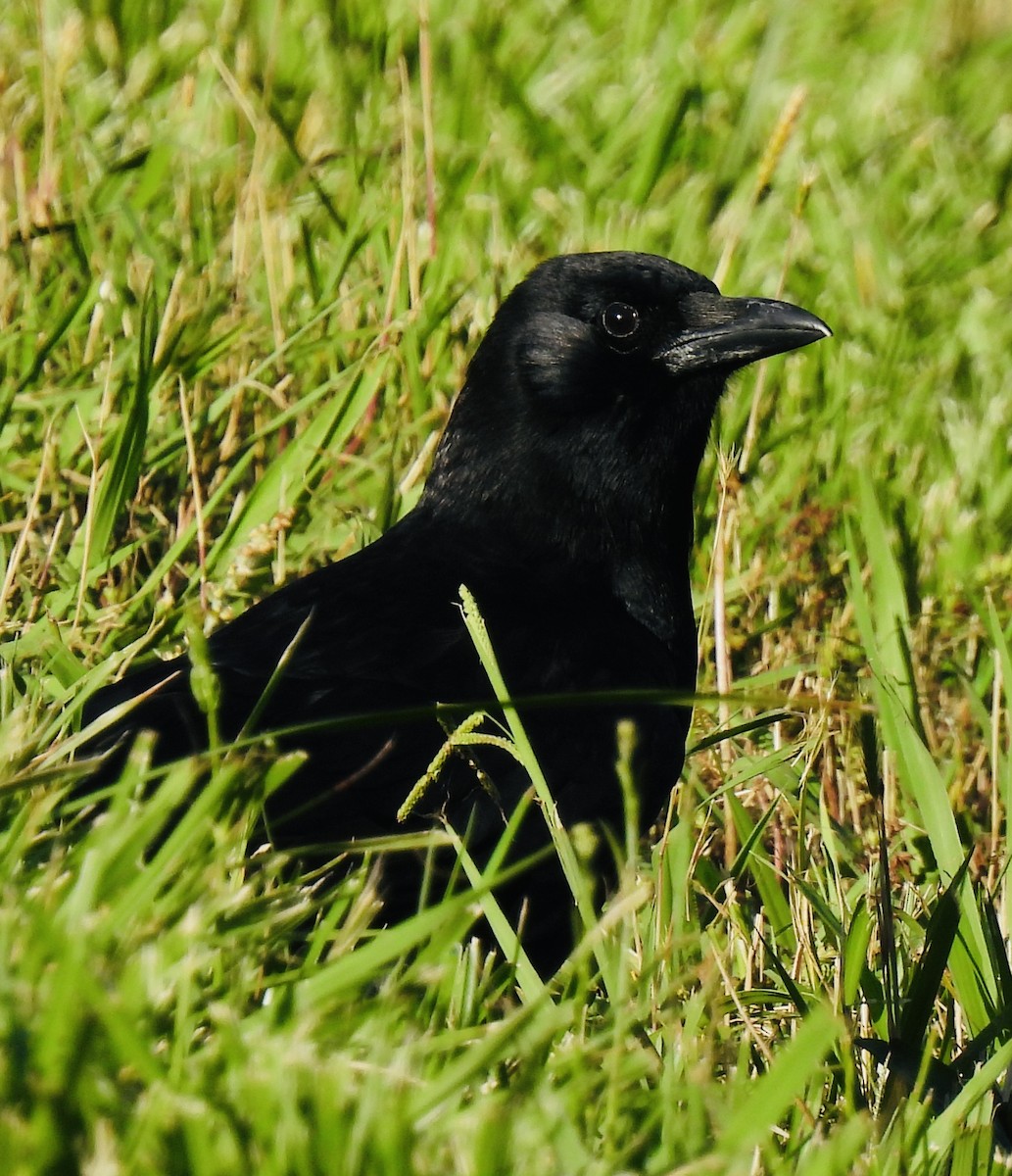 American Crow - ML454207761