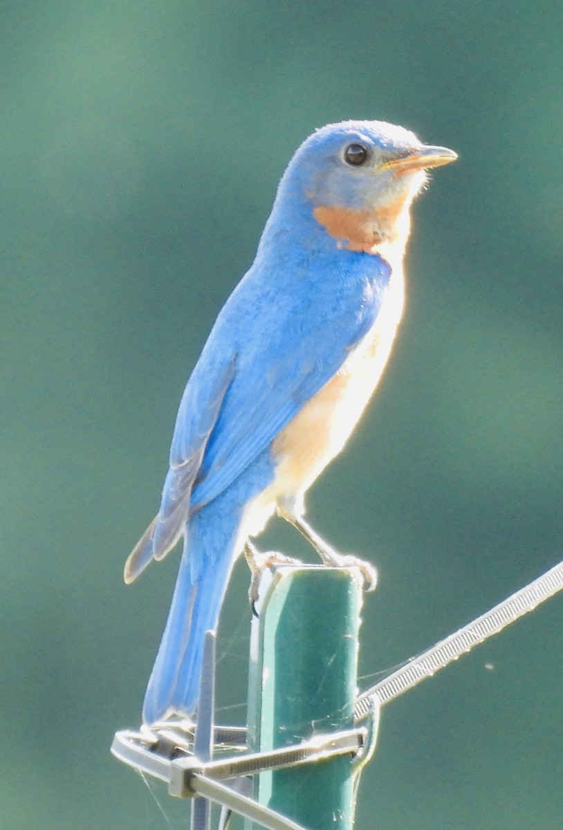 Eastern Bluebird - ML454207791