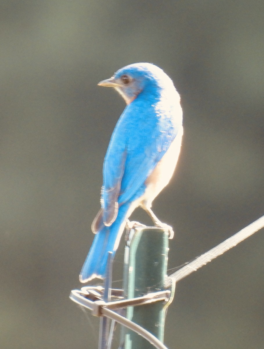 Eastern Bluebird - ML454207801