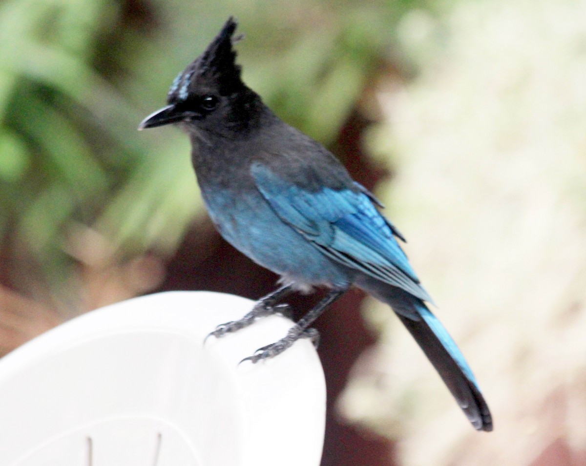 Steller's Jay - ML454208711