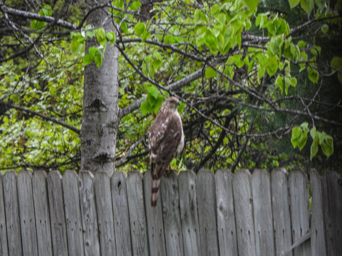 Cooper's Hawk - ML454209581