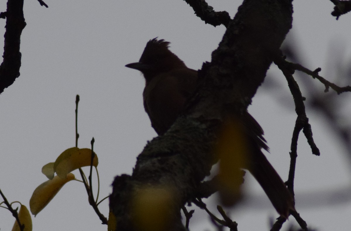 Brown Cacholote - ML454211041