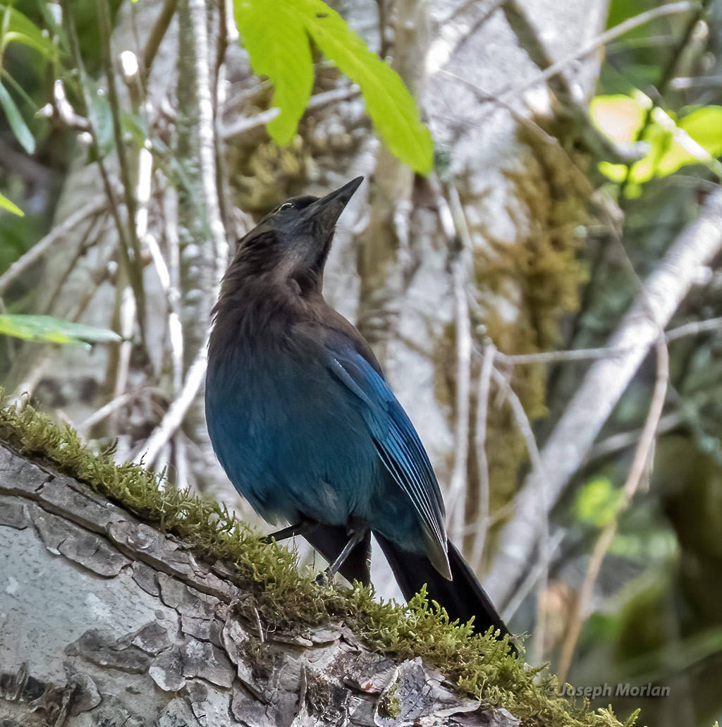 Steller's Jay (Coastal) - ML454211151