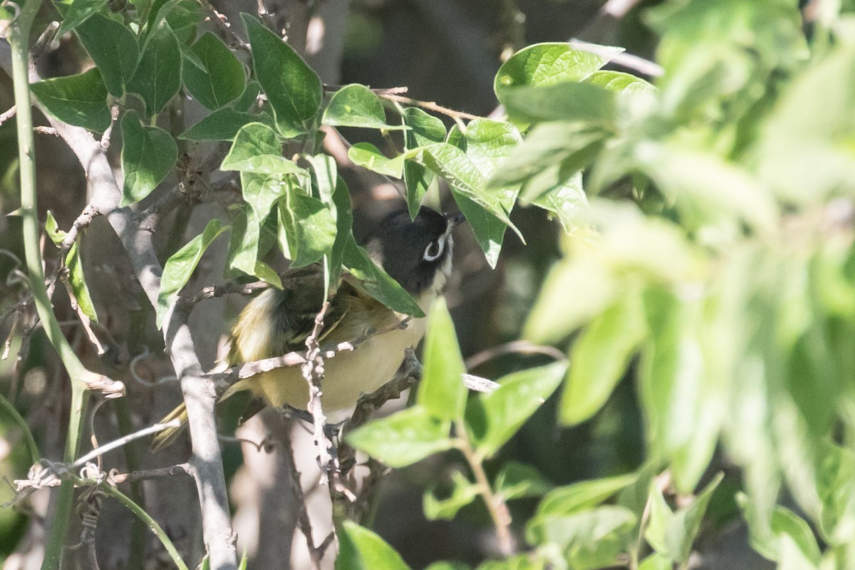 Black-capped Vireo - ML454211321