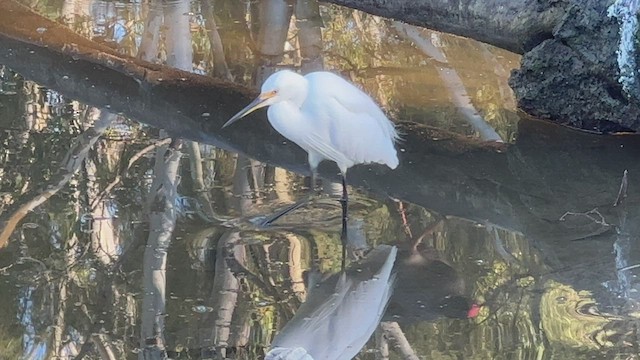 Little Egret - ML454211401