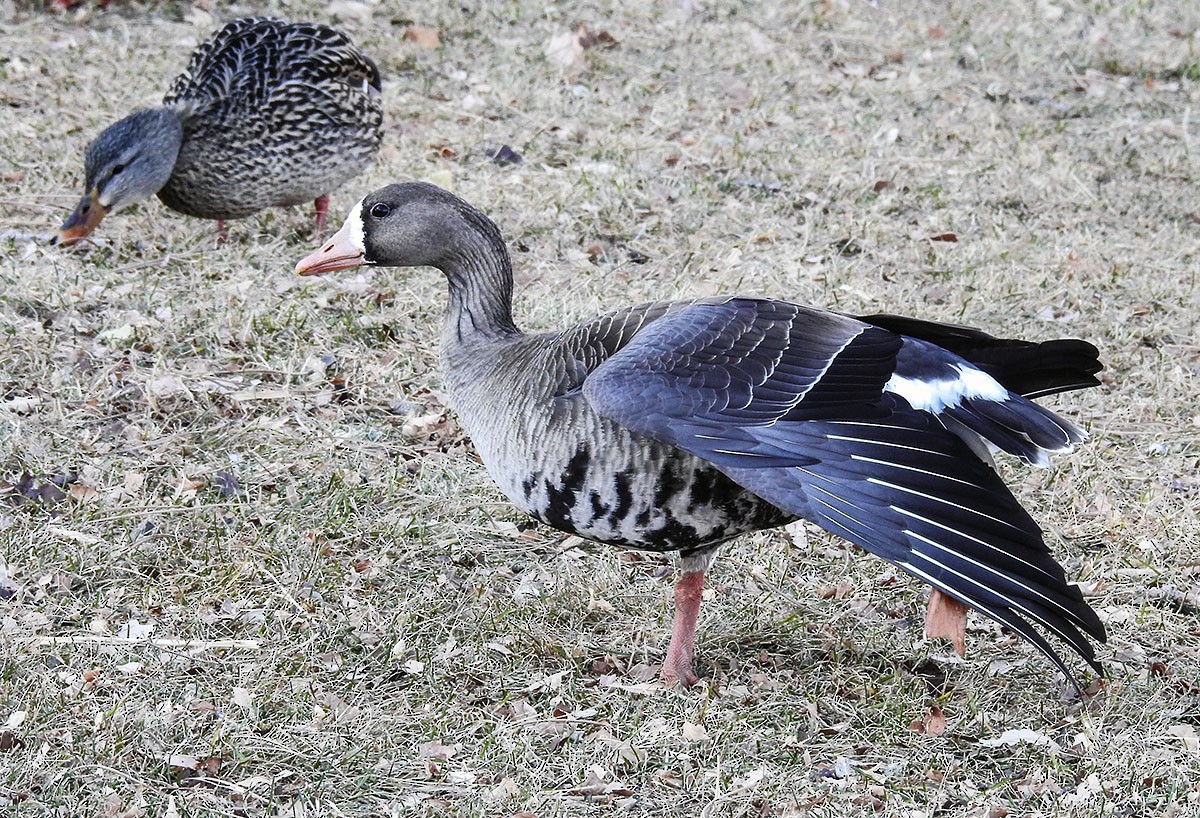 Манхин галуу - ML45421601