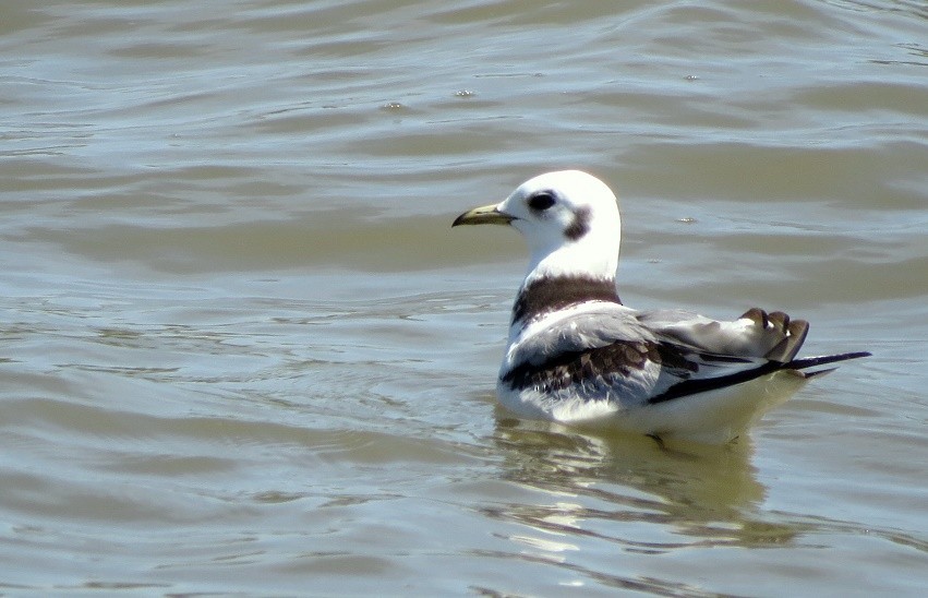 Mouette tridactyle - ML454216771