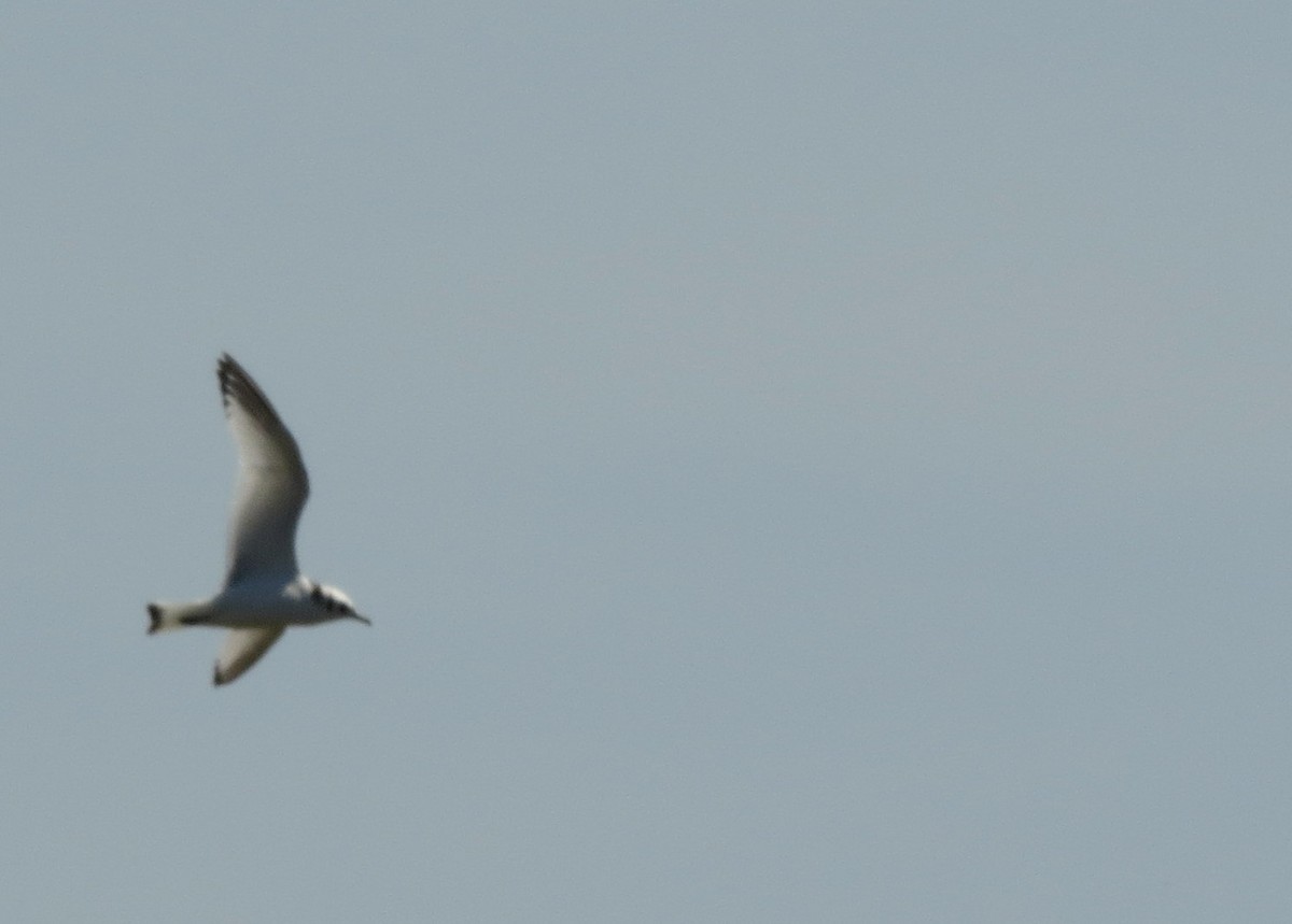 Black-legged Kittiwake - Tammy Hester