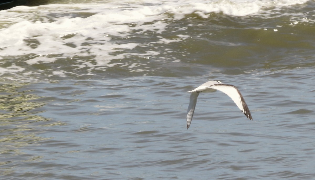 Mouette tridactyle - ML454217561