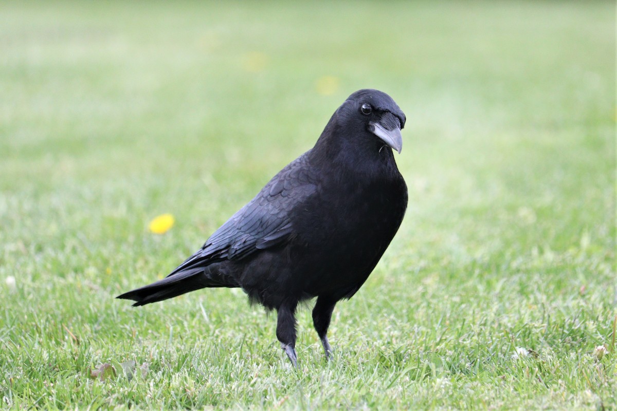 American Crow - ML454218571