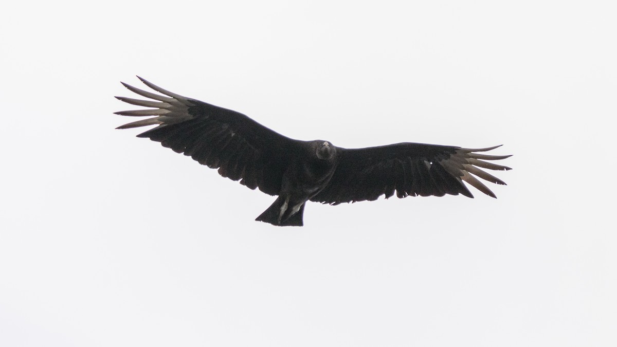 Black Vulture - Darren Hsu