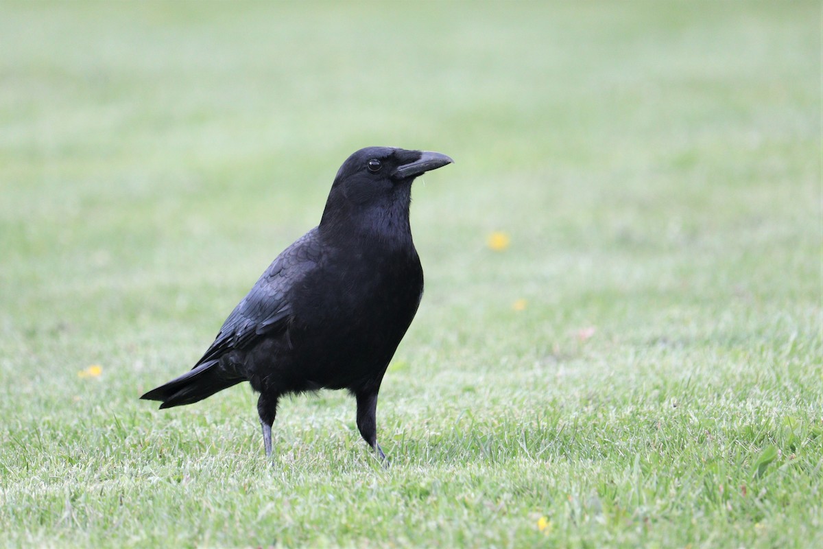 American Crow - ML454218601