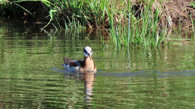 Wilson's Phalarope - ML454218731