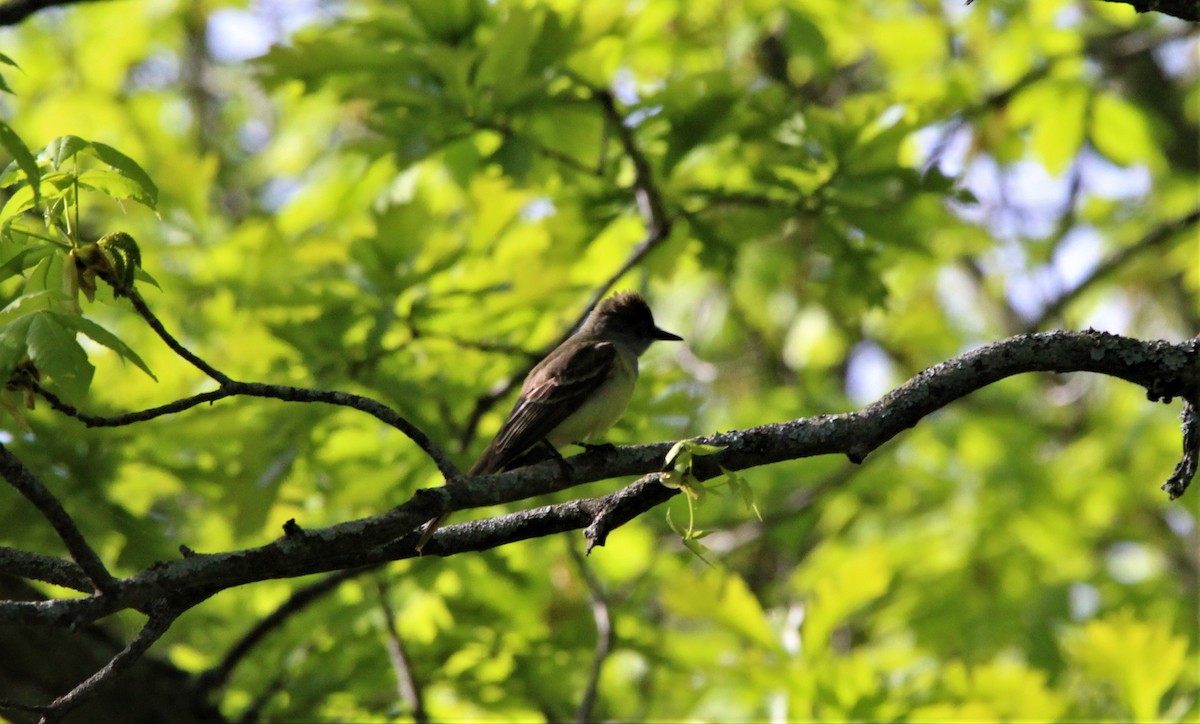 Great Crested Flycatcher - ML454219261