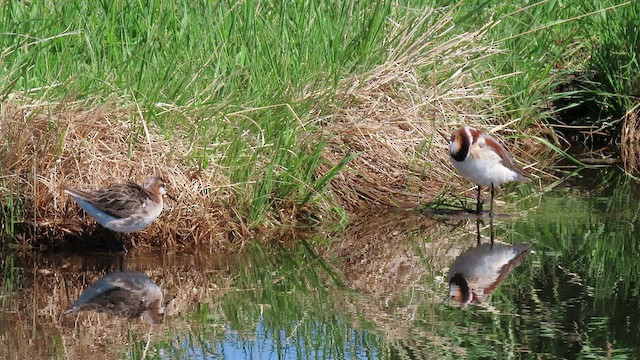 Wilson's Phalarope - ML454219631