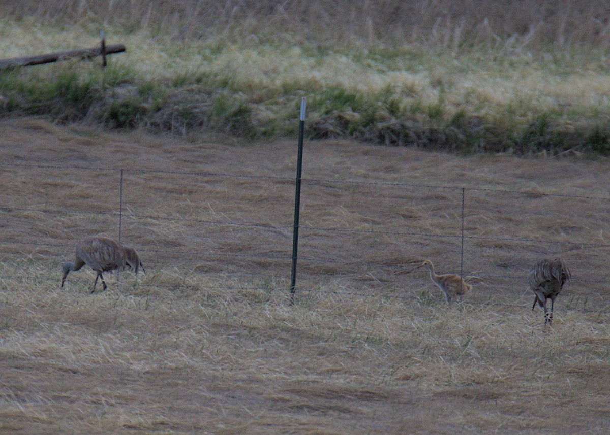 Sandhill Crane - Sam Rawlins