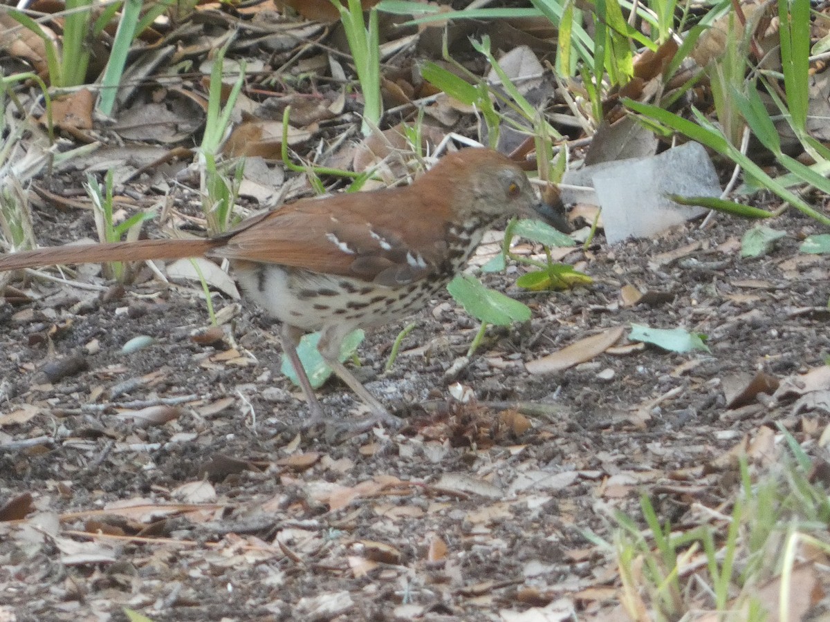 Brown Thrasher - ML454219651