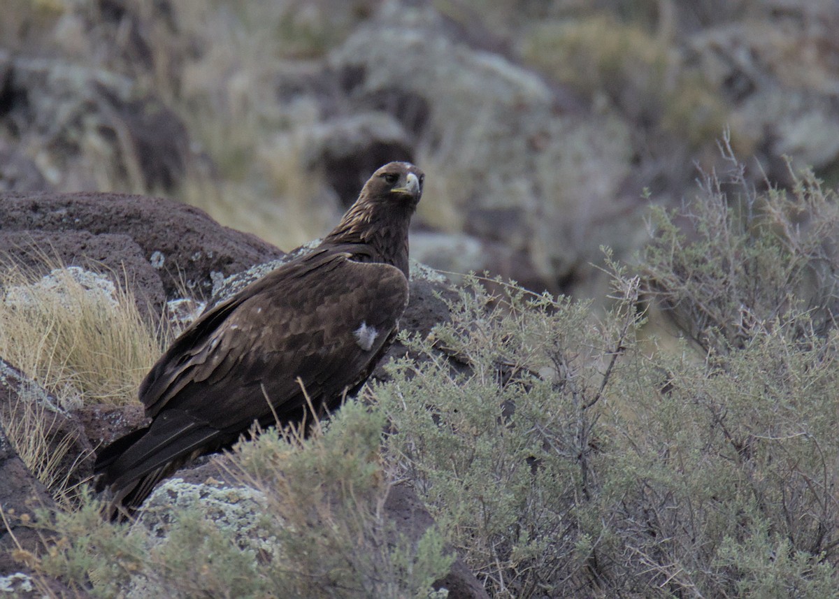 Golden Eagle - Sam Rawlins