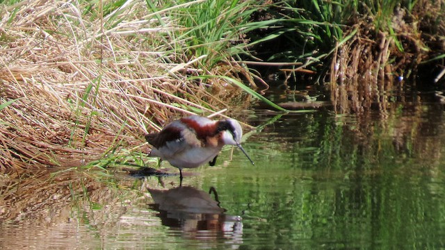 Wilson's Phalarope - ML454219751